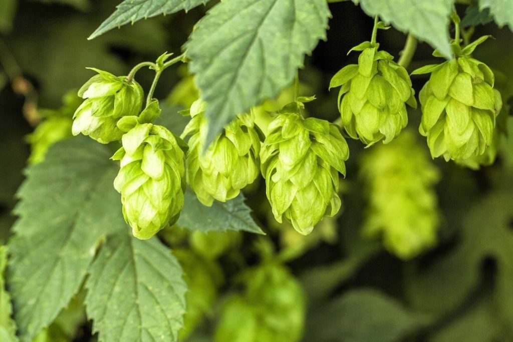 Food and health trends we’ll see in 2022: Humulus lupulus has been found to help insomnia and anxiety.