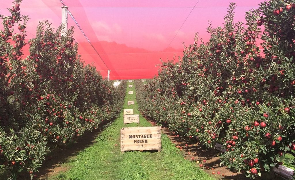 Montague apple orchard