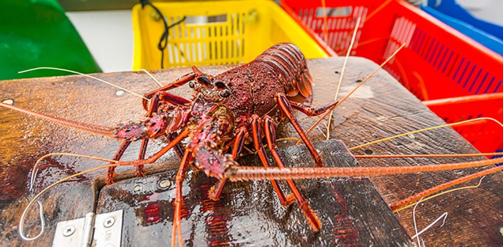 How sustainable is your Christmas seafood feast?