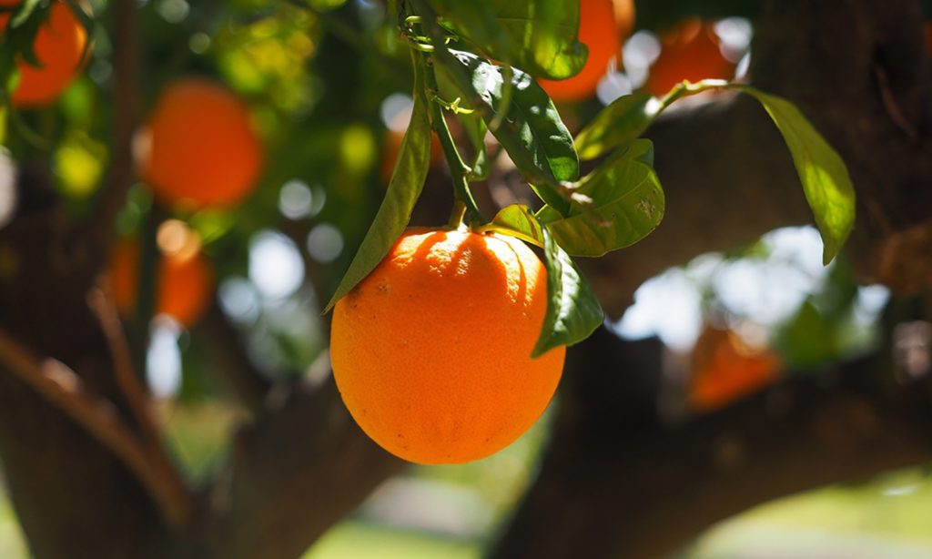 health and nutrition news: cancer-detecting probe made from rotten oranges