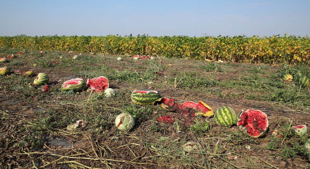 Flood-damaged watermelon crop