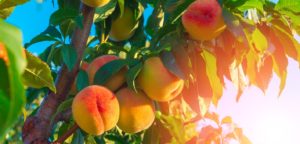 Summer fruit: peaches and nectarines