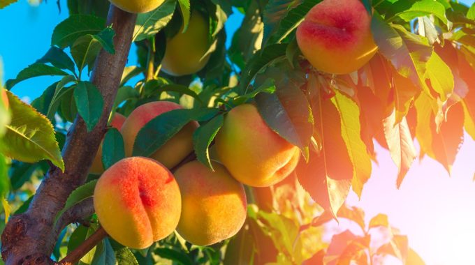 Summer fruit: peaches and nectarines