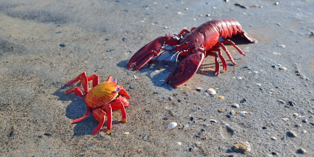 Food news this week: southern rock lobster to be exported to South Korea