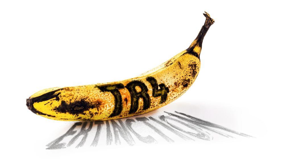 Panama Tropical Race 4 is threatening the global banana industry