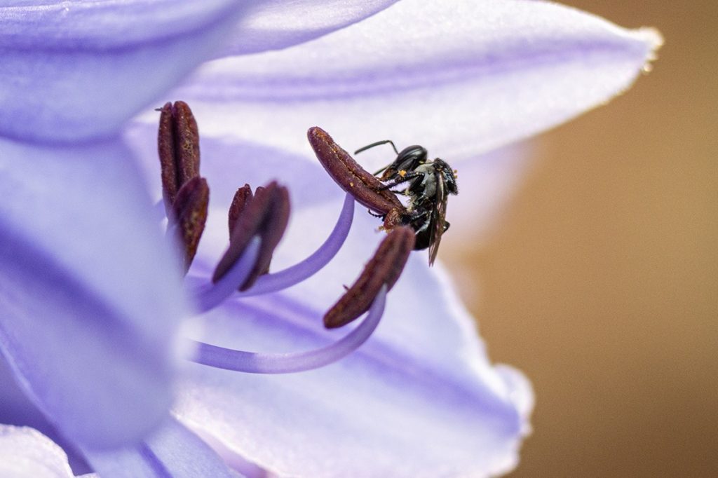 Tetragonula carbonaria: native stingless bee