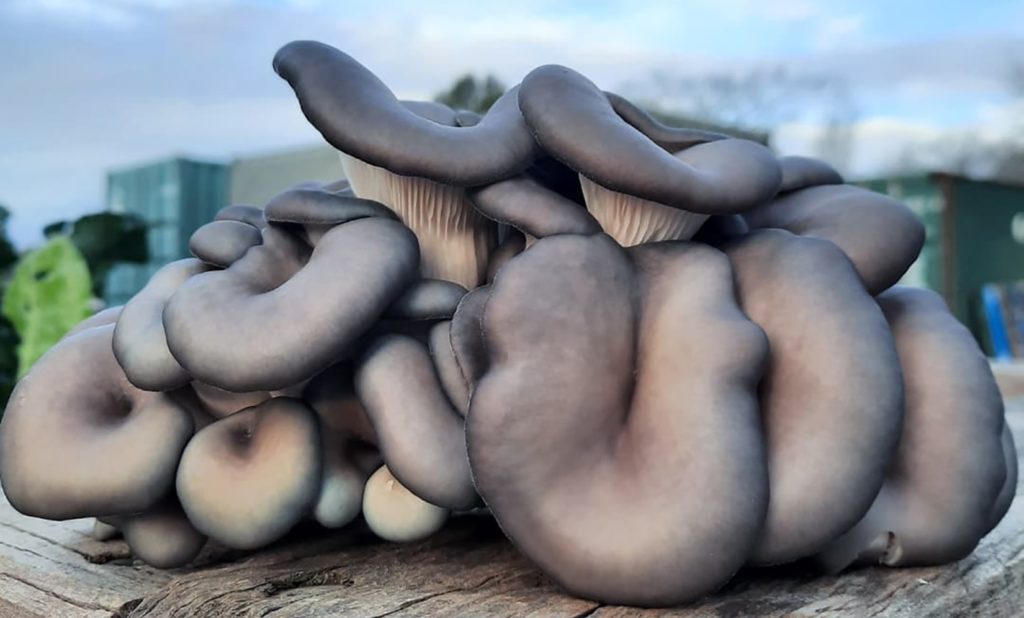 Blue oyster mushrooms by Unearthed Co.