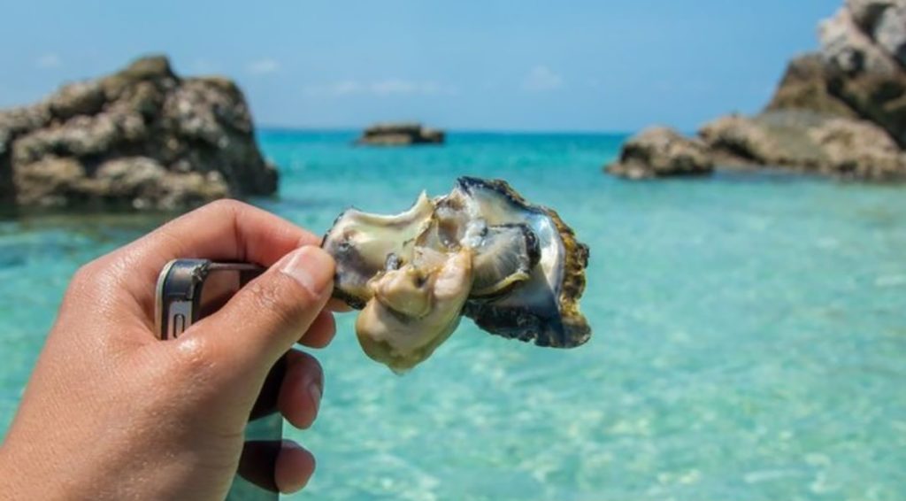 Australian food news: blacklip oyster production ramps up in northern Australia