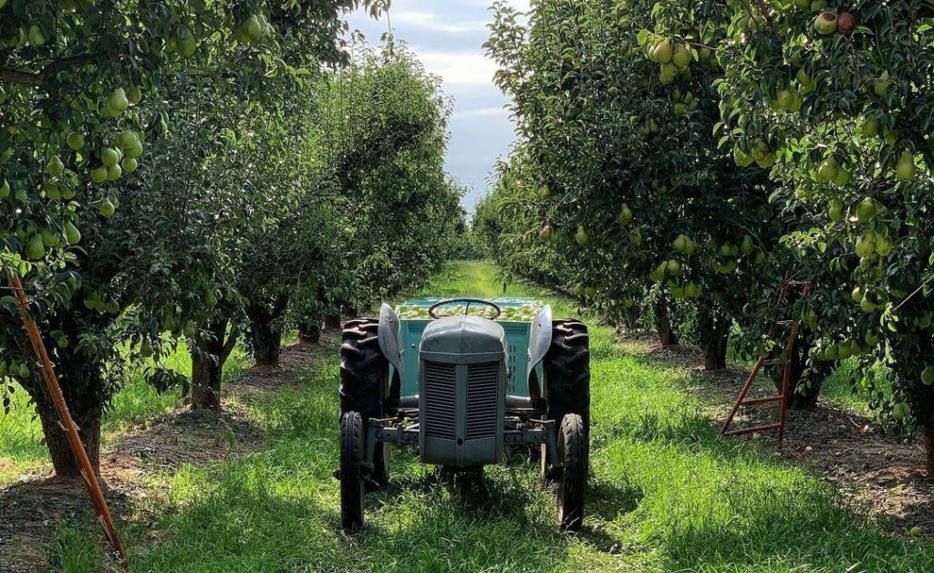 Australian food news: Goulburn Valley apple and pear growers now in peak harvest season