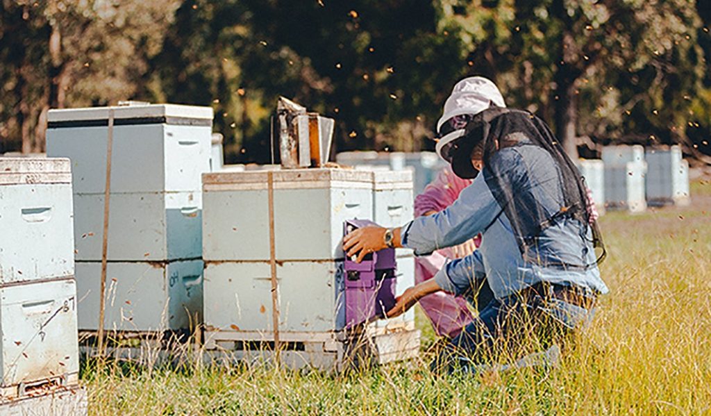 The Purple Hive project aims to protect Australian honey bees from the Varroa mite