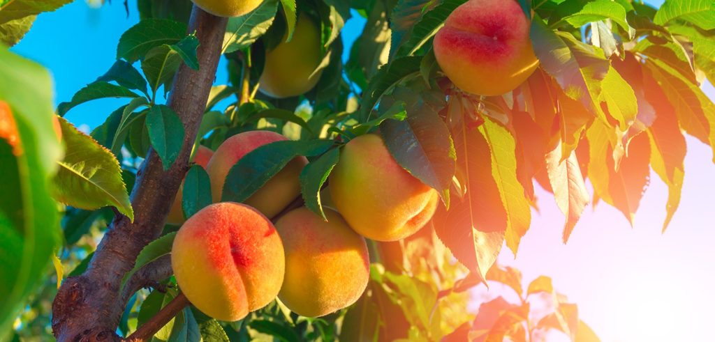 Local food news: Australian peach and nectarine exporters once again have market access into Vietnam