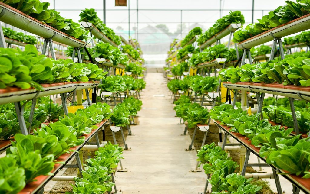 Urban agriculture systems like vertical farming allow for organic food production without pesticides