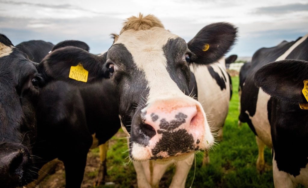 New open milk market launches for Australian dairy farmers
