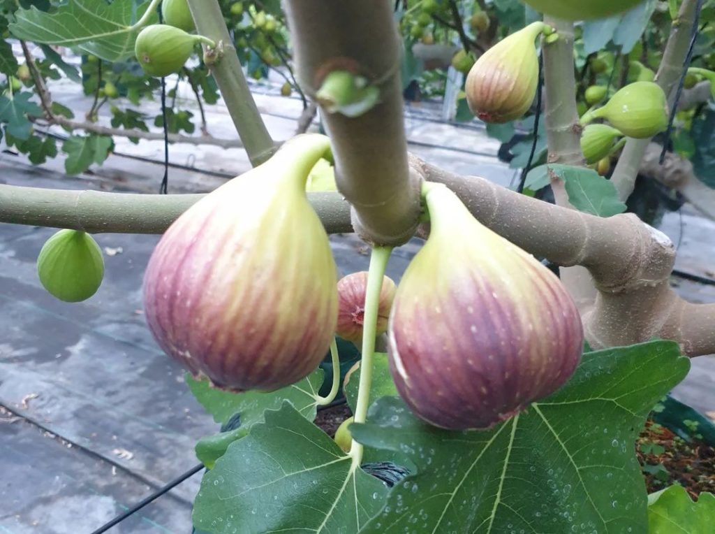 Figlicious figs