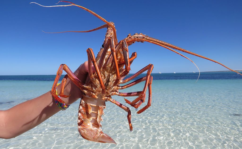 Food news Australia: rock lobsters get new export markets