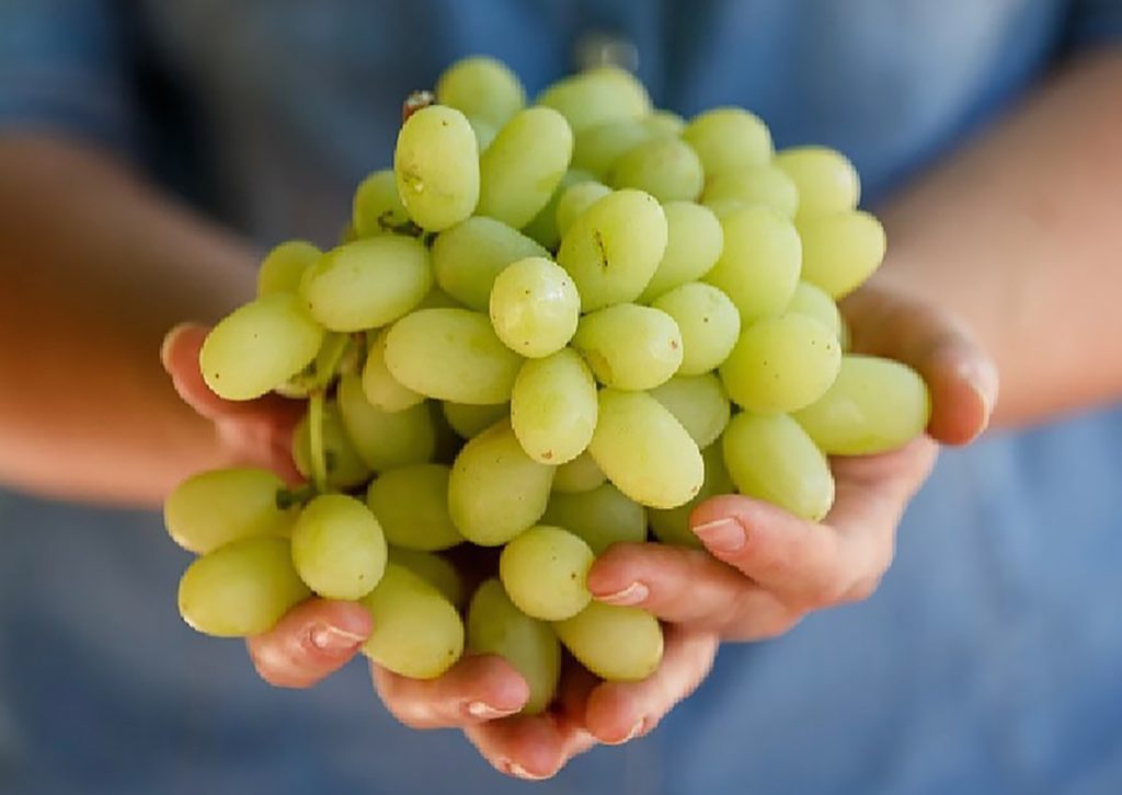 Australian food news: Sunraysia table grapes set for record harvest
