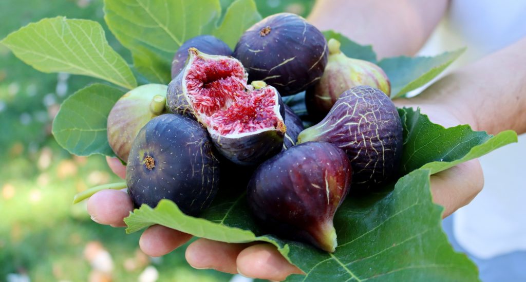 Fresh, ripe figs