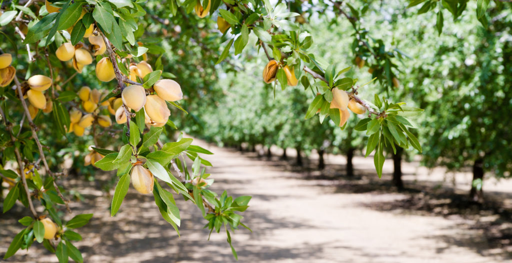 Almond orchard