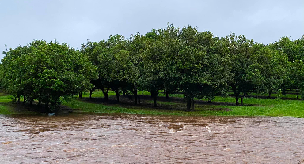 Flooded macadamia orchard