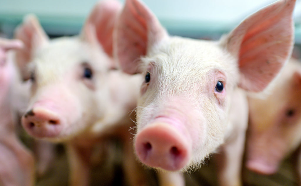 Australian food news:  Japanese encephalitis affects pork supply