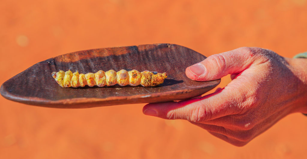 Witchetty grubs are perhaps the best-known Australian edible insects.