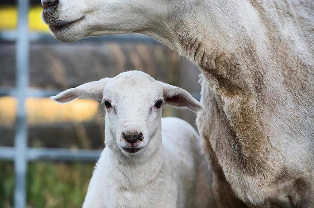 Australian White sheep and lamb