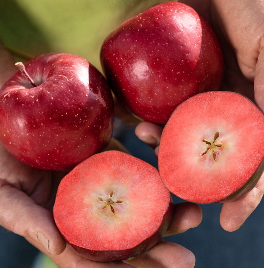 Australian food news: Kissabel apples