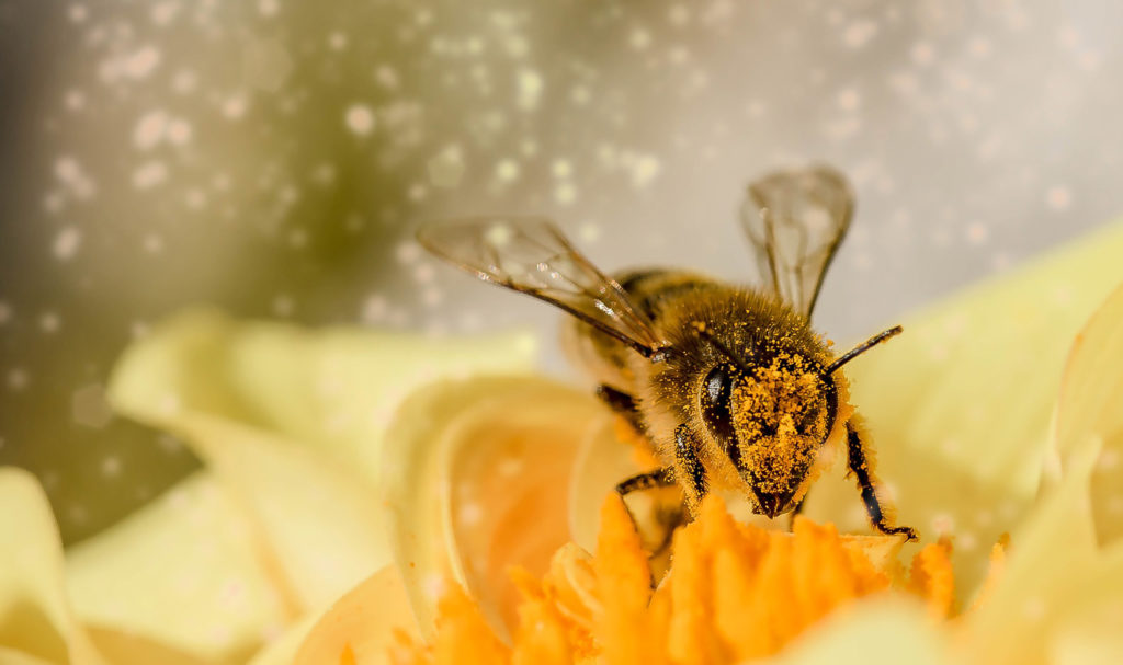It's estimated that bees are responsible for one in every three bites of food we take