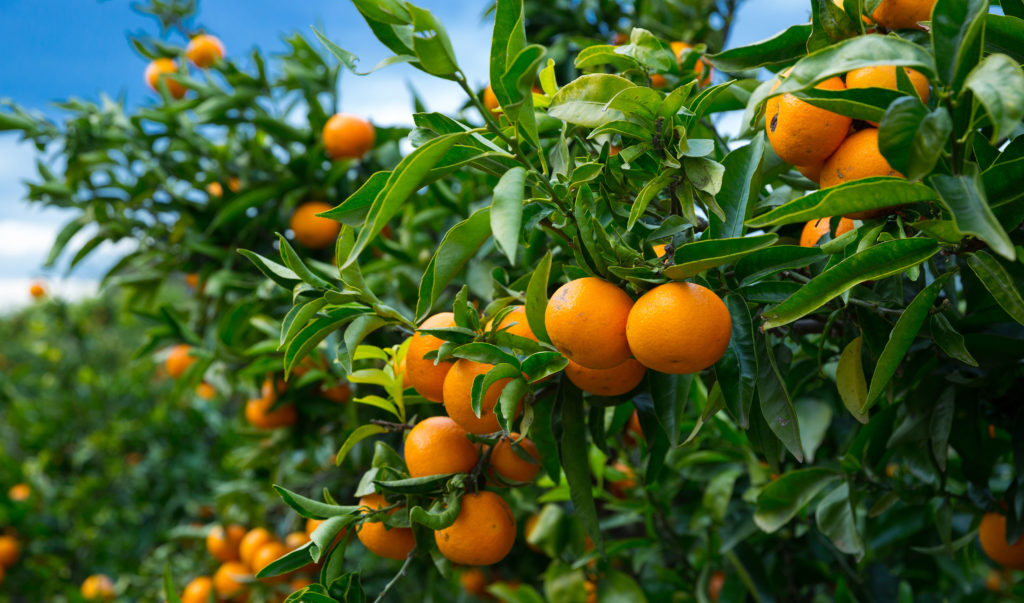 Australian citrus in season: mandarins