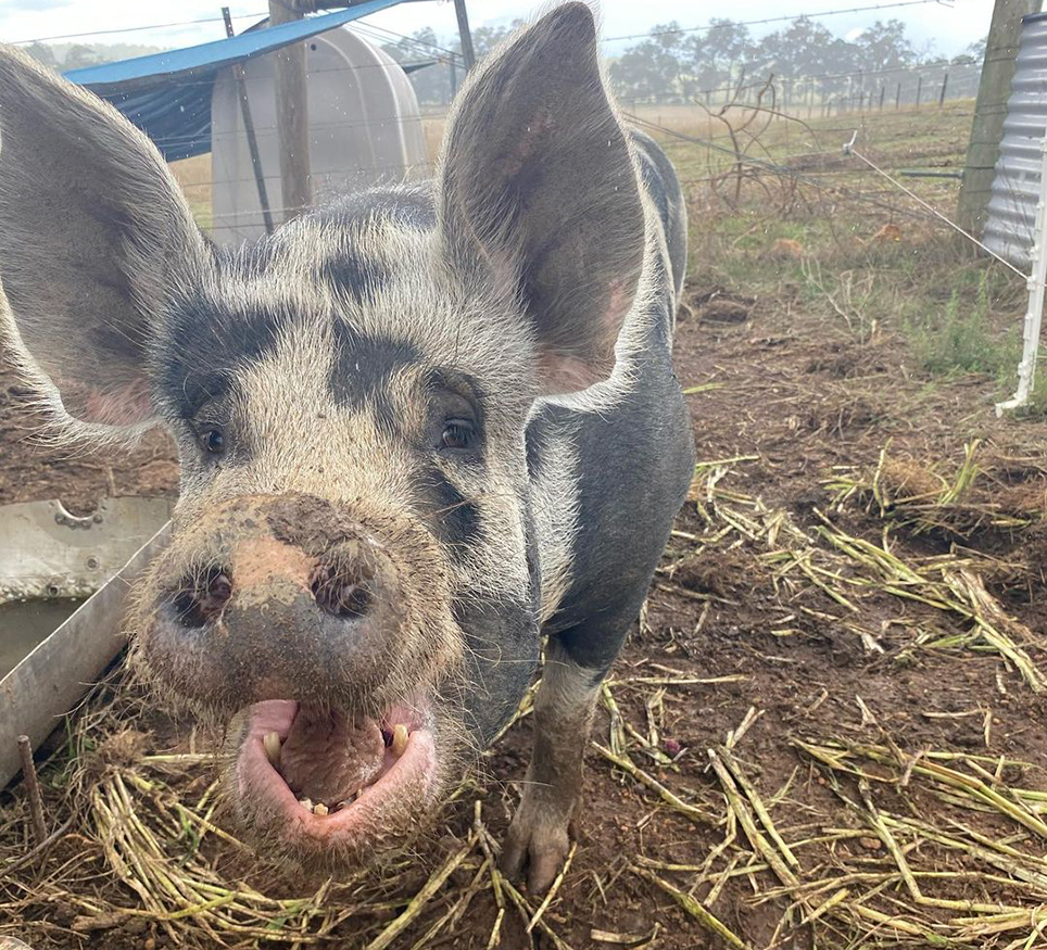 Spotty the pig lives high on the hog at One Table Farm
